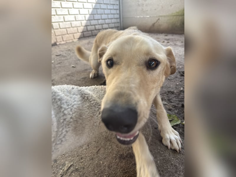 Vezér sucht seine Menschen