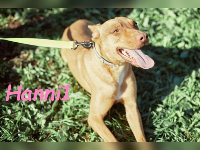 Hanni1 geb. 10/2021 (in Deutschland ) - Labrador-Border-Collie Mix Hündin, ein Sonnenschein