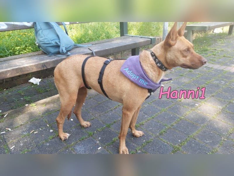 Hanni1 geb. 10/2021 (in Deutschland ) - Labrador-Border-Collie Mix Hündin, ein Sonnenschein