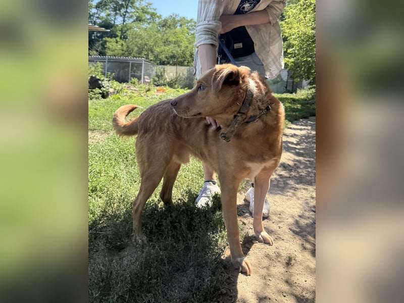 Jack - ein ganz besonderer Schatz braucht genau dich