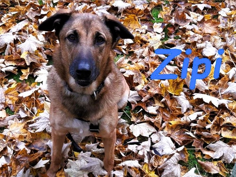 Zipi geb. 09/2021 (in Deutschland) - aufgeschlossener, verspielter und intelligenter Labrador Mix!