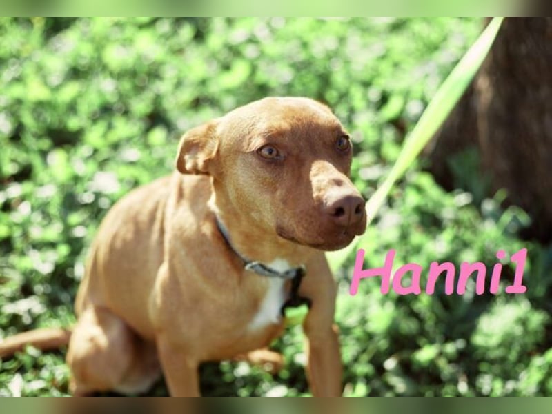 Hanni1 geb. 10/2021 (in Deutschland ) - Labrador-Border-Collie Mix Hündin, ein Sonnenschein
