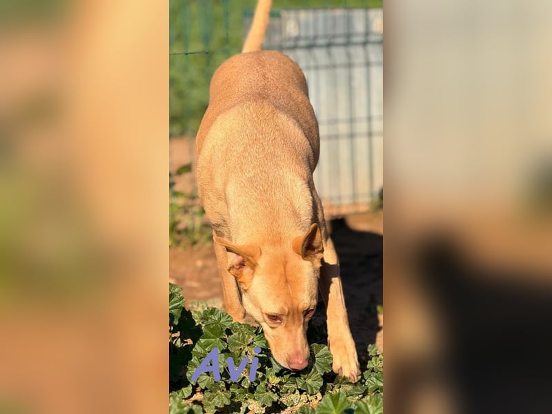 Avi geb. 10/2021 (DE) - unkomplizierte, soziale und liebe Border Collie-Labrador-Mix Hündin!