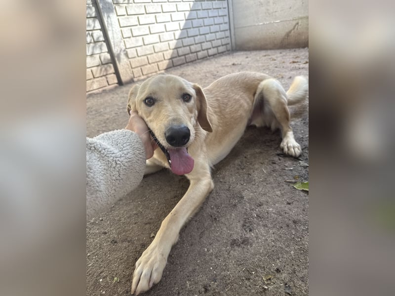 Vezér sucht seine Menschen