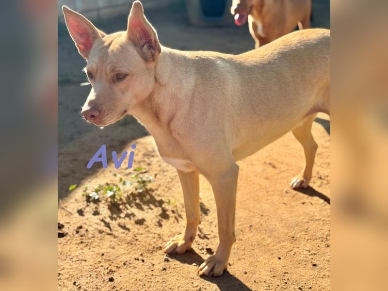 Avi geb. 10/2021 (DE) - unkomplizierte, soziale und liebe Border Collie-Labrador-Mix Hündin!