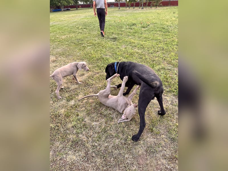 Wunderschönen Weimaraner Labrador Mix
