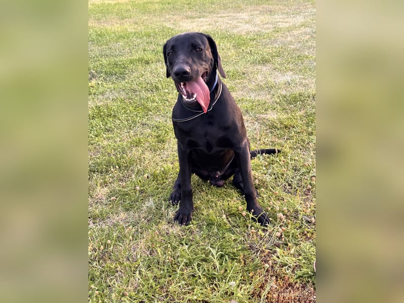 Wunderschönen Weimaraner Labrador Mix