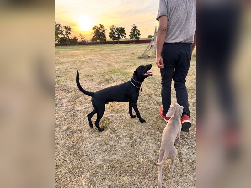 Wunderschönen Weimaraner Labrador Mix