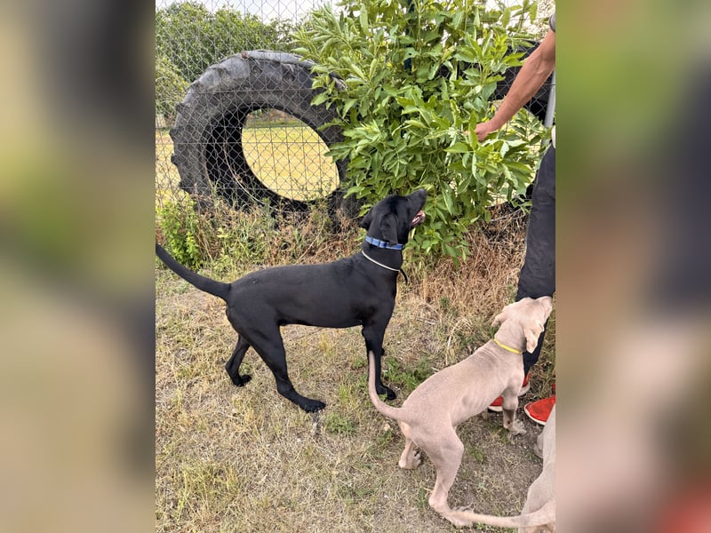 Wunderschönen Weimaraner Labrador Mix