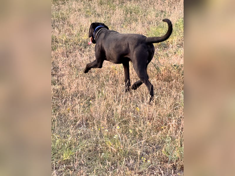 Wunderschönen Weimaraner Labrador Mix
