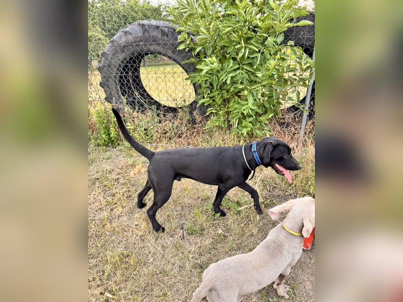 Wunderschönen Weimaraner Labrador Mix