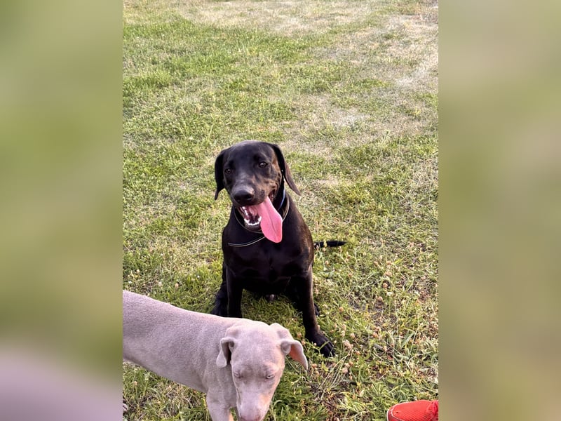 Wunderschönen Weimaraner Labrador Mix