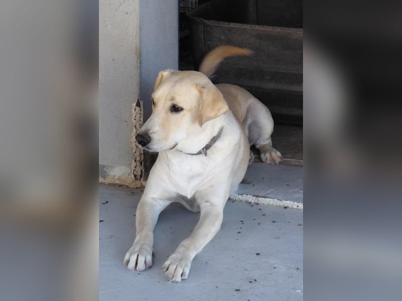 Ben - Junger Herzenshund sucht seine Menschen