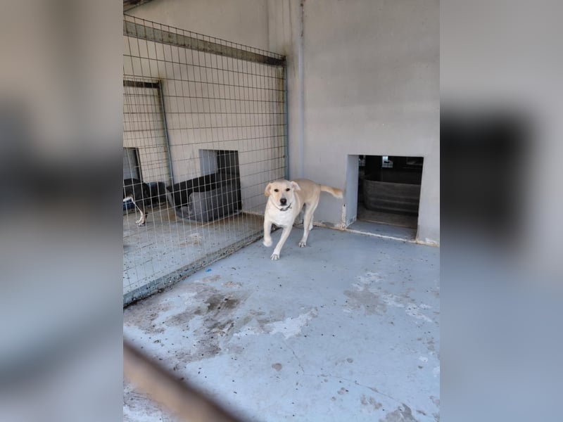 Ben - Junger Herzenshund sucht seine Menschen
