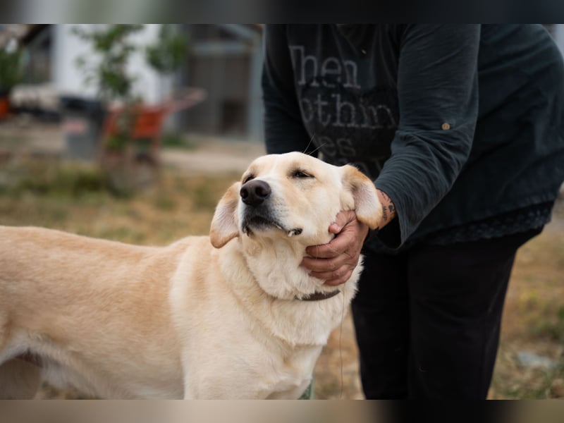 Ben - Junger Herzenshund sucht seine Menschen