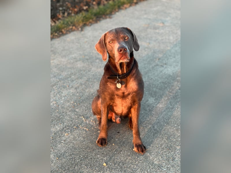 Ehrfahrener Labrador Deckrüde in Silber-Arbeitslinie- Charly vom Rötenbach