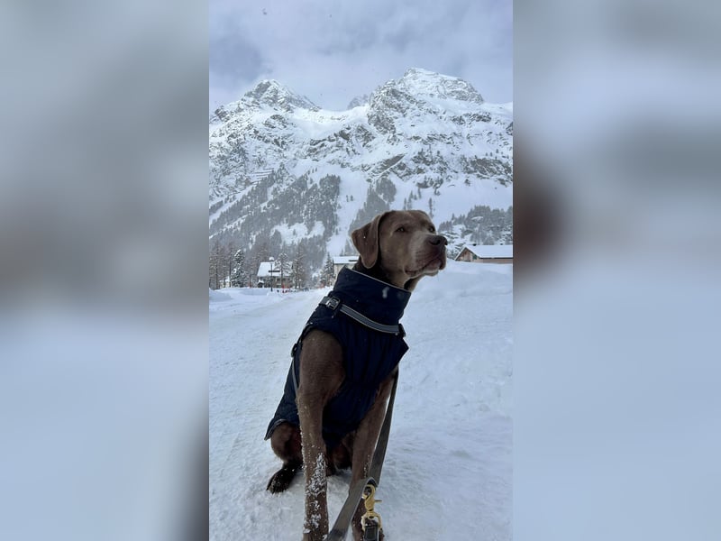 Ehrfahrener Labrador Deckrüde in Silber-Arbeitslinie- Charly vom Rötenbach