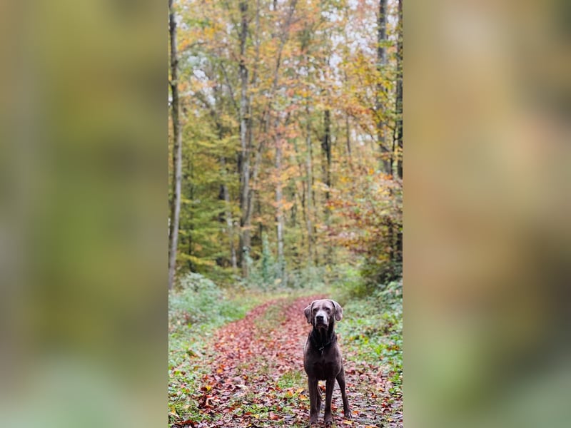 Ehrfahrener Labrador Deckrüde in Silber-Arbeitslinie- Charly vom Rötenbach