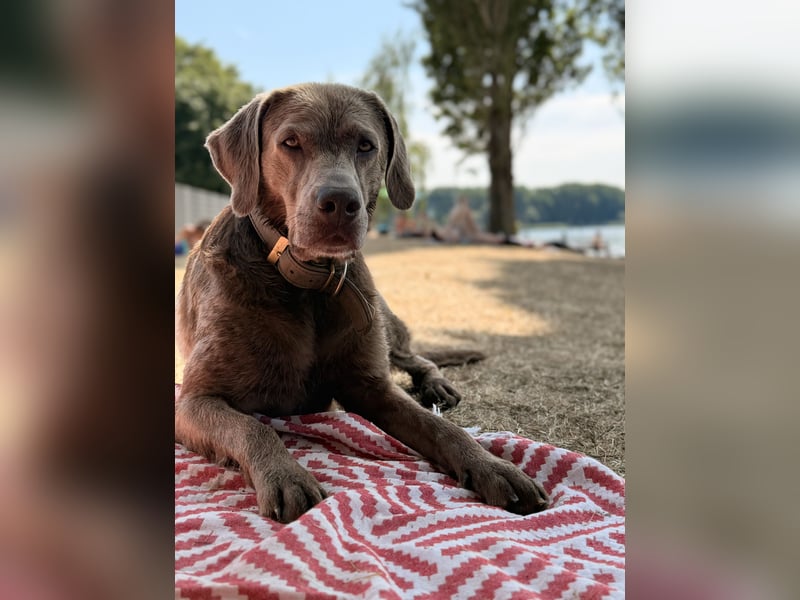 Ehrfahrener Labrador Deckrüde in Silber-Arbeitslinie- Charly vom Rötenbach