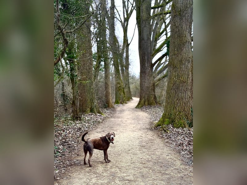 Ehrfahrener Labrador Deckrüde in Silber-Arbeitslinie- Charly vom Rötenbach