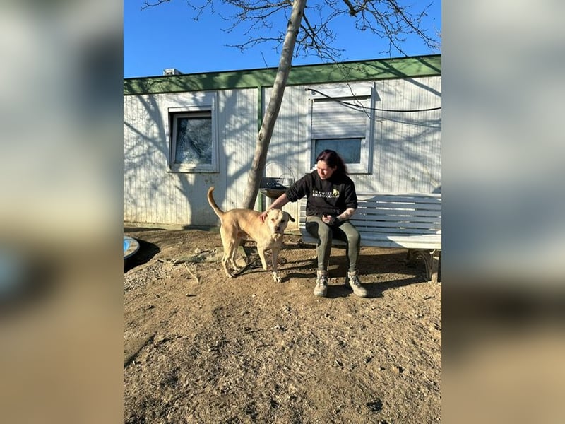 Felix, sanftmütiger Labrador freut sich auf eine eigene Familie