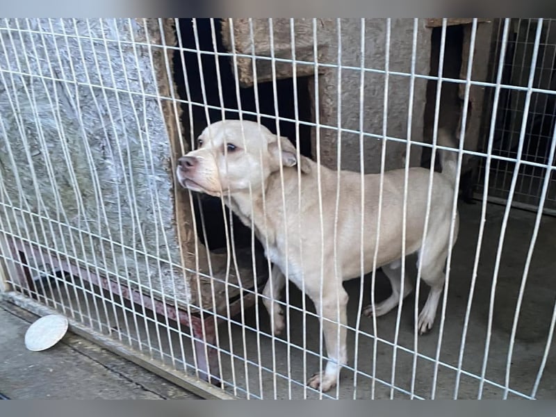 Felix, sanftmütiger Labrador freut sich auf eine eigene Familie
