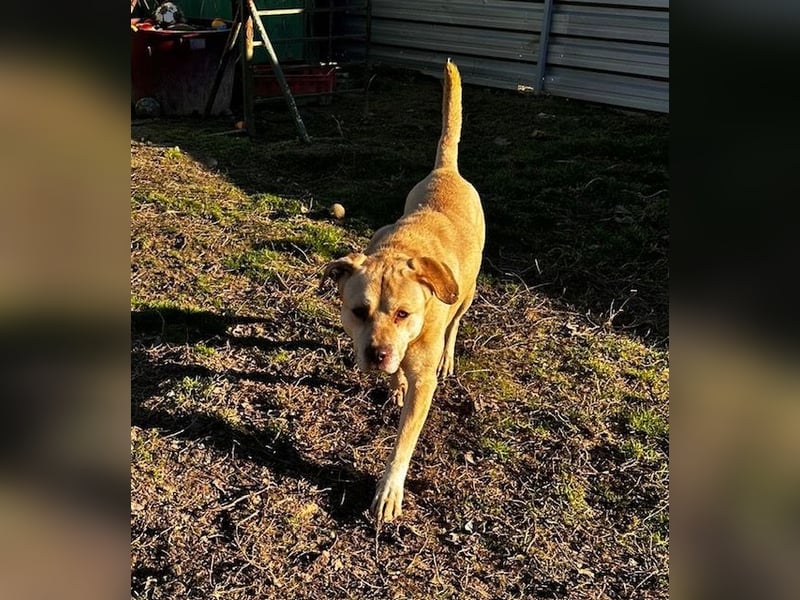 Felix, sanftmütiger Labrador freut sich auf eine eigene Familie