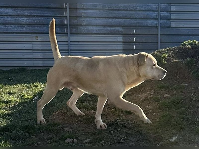 Felix, sanftmütiger Labrador freut sich auf eine eigene Familie