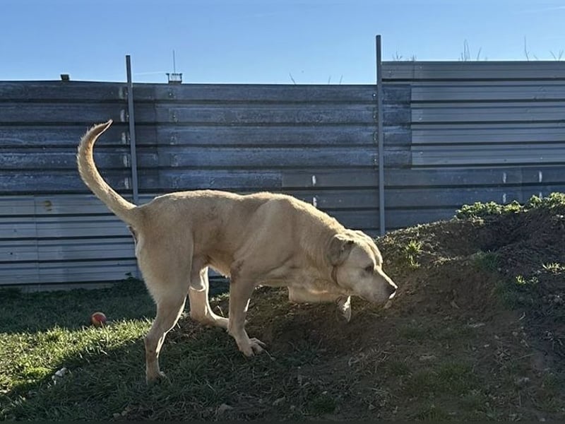 Felix, sanftmütiger Labrador freut sich auf eine eigene Familie