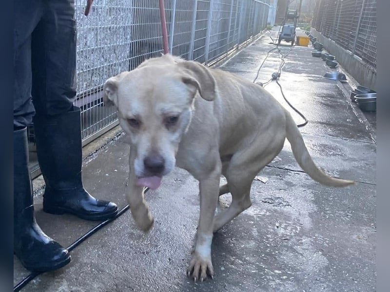 Felix, sanftmütiger Labrador freut sich auf eine eigene Familie