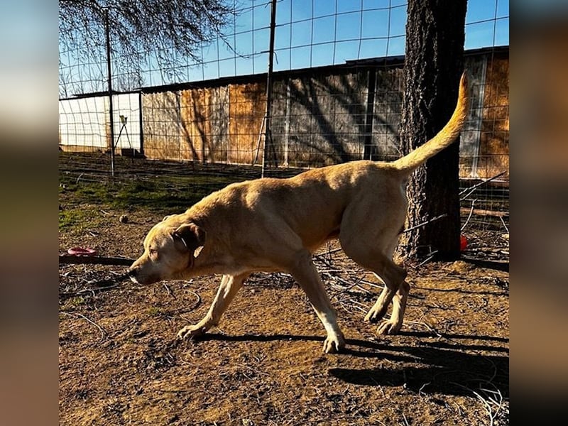 Felix, sanftmütiger Labrador freut sich auf eine eigene Familie