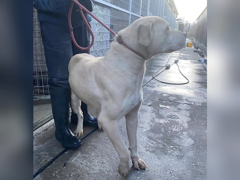 Felix, sanftmütiger Labrador freut sich auf eine eigene Familie