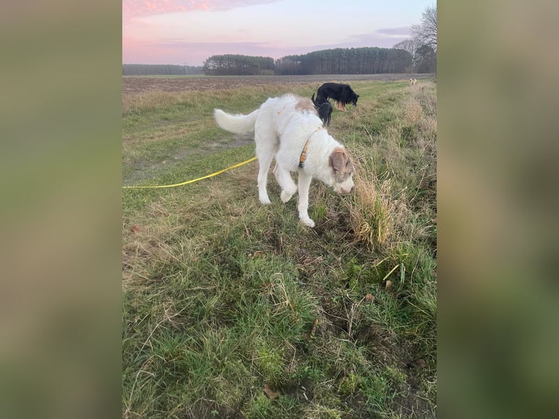 Anton: toller Familienhund und Begleiter