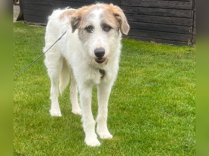 Anton: toller Familienhund und Begleiter