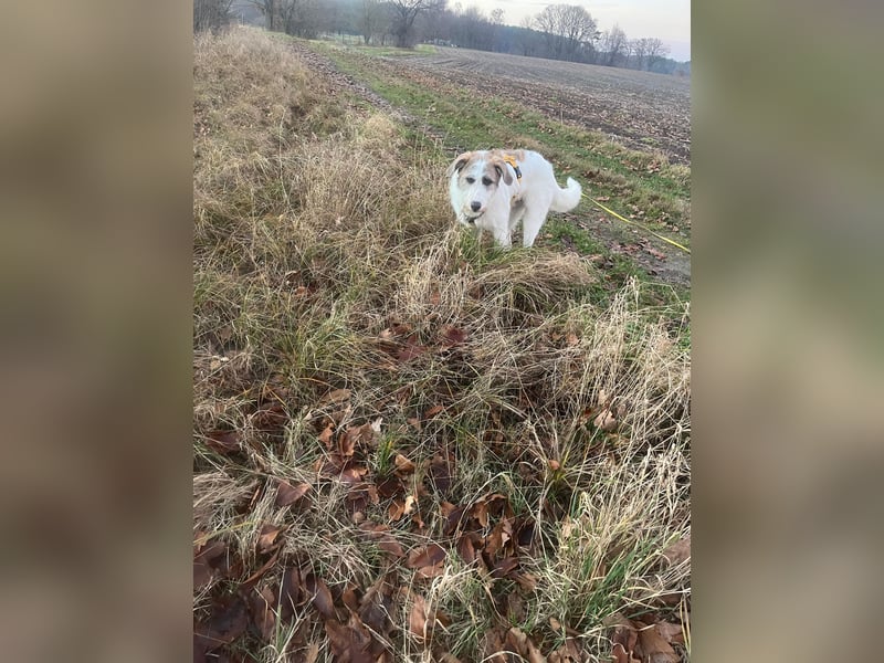 Anton: toller Familienhund und Begleiter