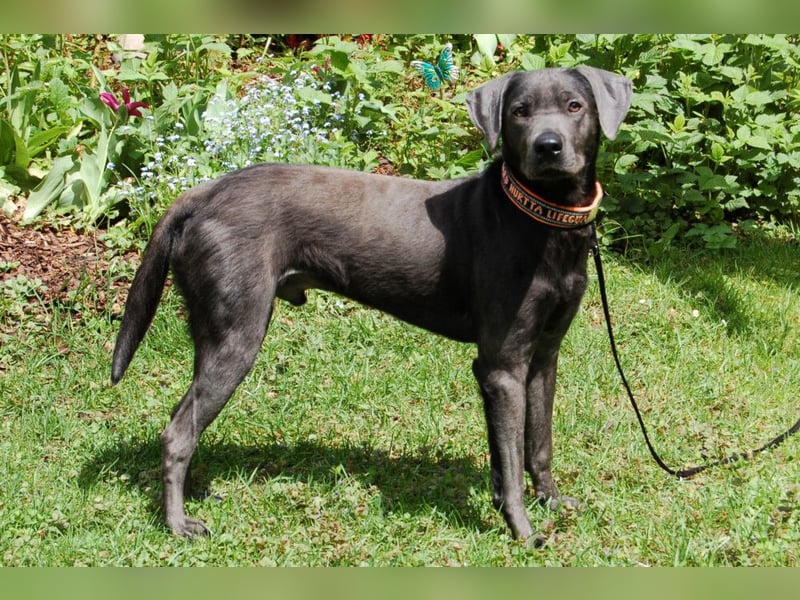 La Pauli - verspielter, neugieriger junger Familienhund - Tierhilfe Franken e.V.
