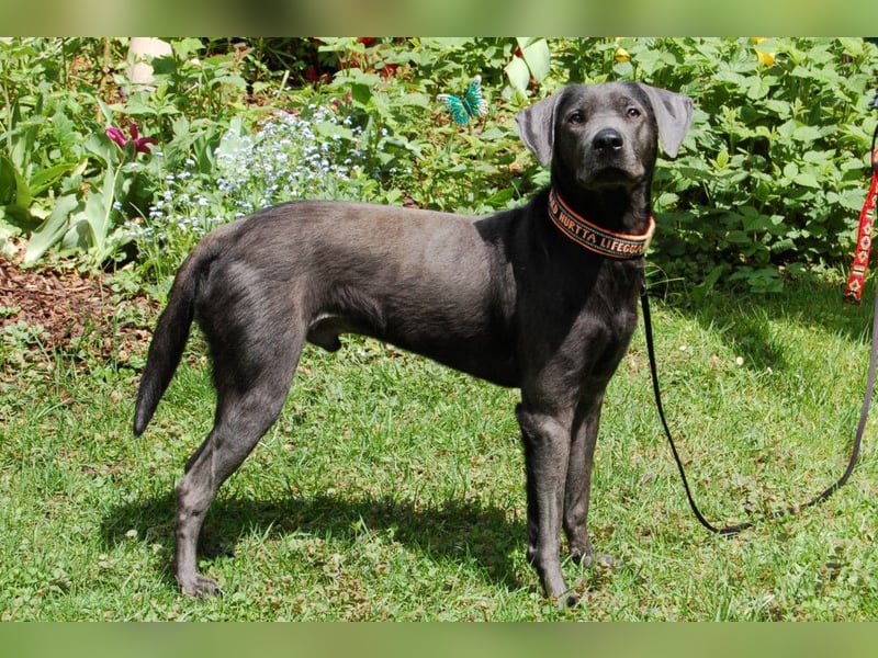 La Pauli - verspielter, neugieriger junger Familienhund - Tierhilfe Franken e.V.