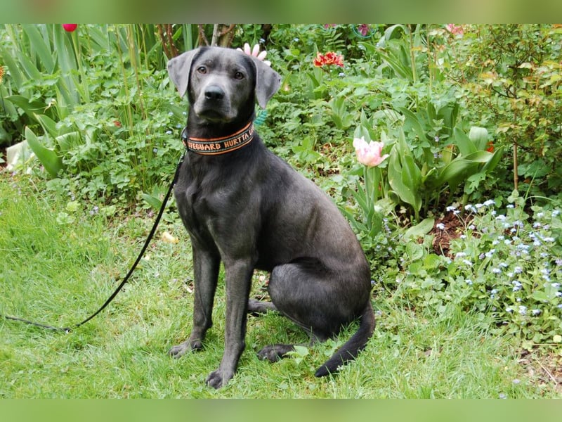 La Pauli - verspielter, neugieriger junger Familienhund - Tierhilfe Franken e.V.