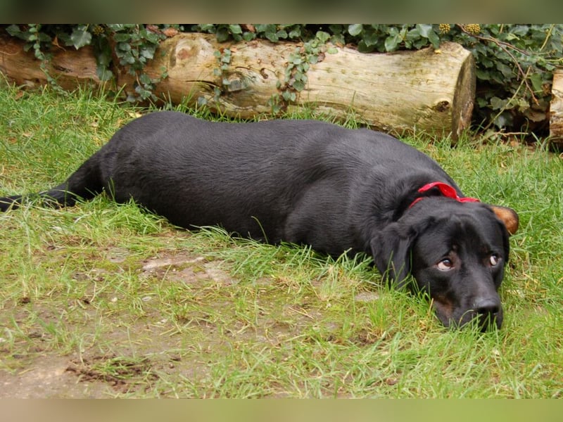 Chopper - sucht aktive Menschen - Tierhilfe Franken e.V.