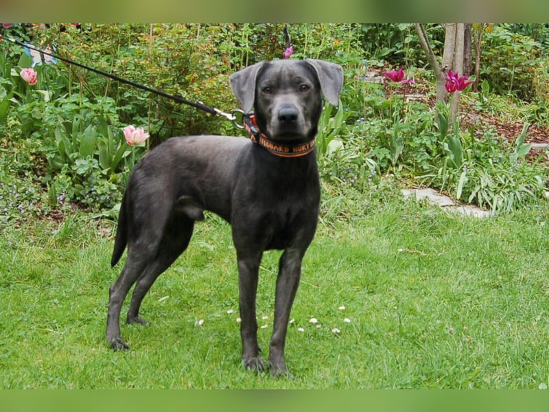 La Pauli - verspielter, neugieriger junger Familienhund - Tierhilfe Franken e.V.