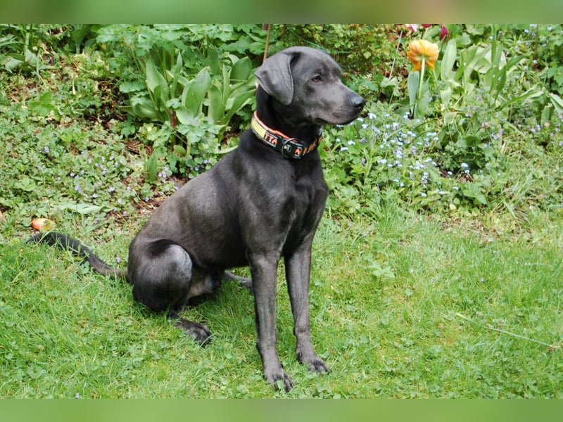 La Pauli - verspielter, neugieriger junger Familienhund - Tierhilfe Franken e.V.