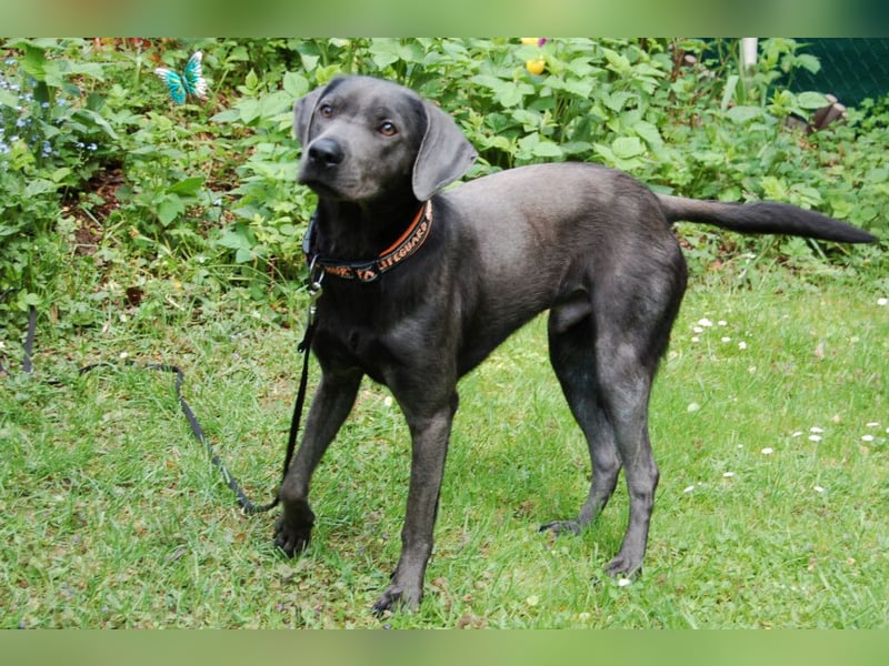 La Pauli - verspielter, neugieriger junger Familienhund - Tierhilfe Franken e.V.