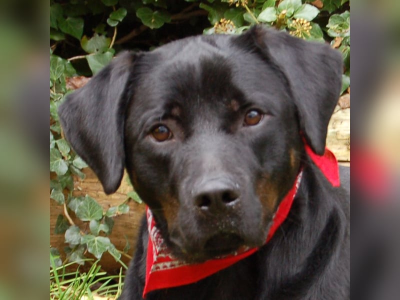 Chopper - sucht aktive Menschen - Tierhilfe Franken e.V.