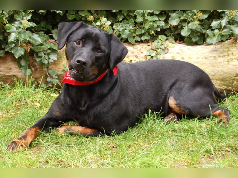 Chopper - verschmust und aktiv - Tierhilfe Franken e.V.