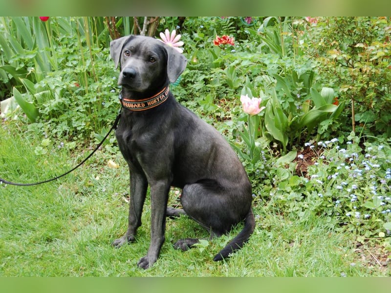 La Pauli - verspielter, neugieriger junger Familienhund - Tierhilfe Franken e.V.
