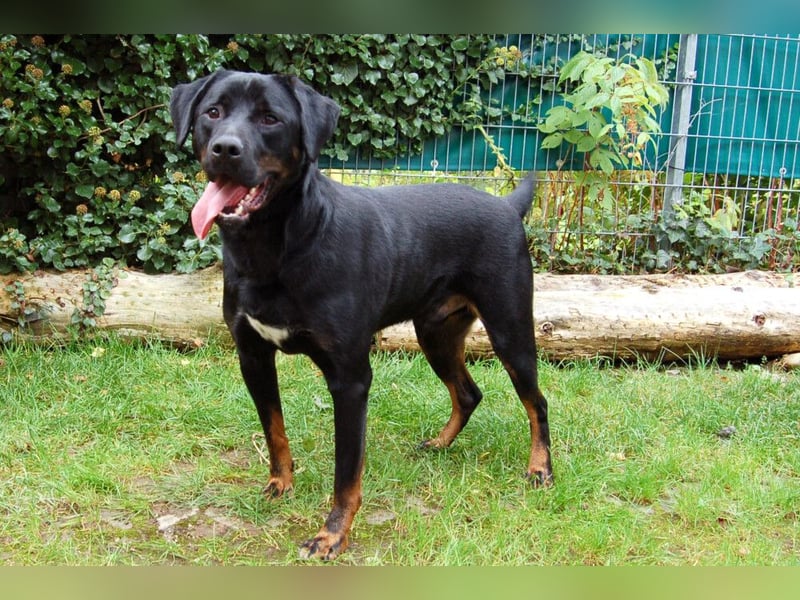 Chopper - sucht aktive Menschen - Tierhilfe Franken e.V.