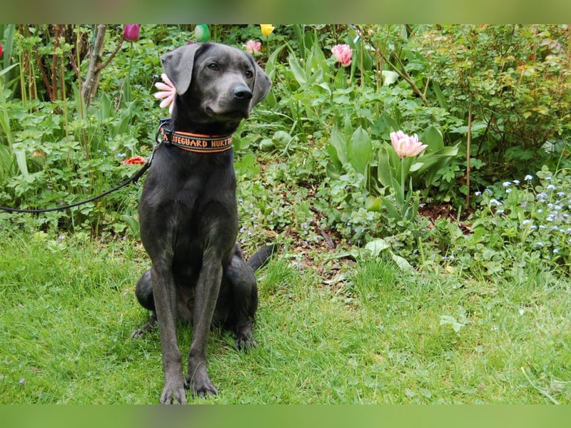 La Pauli - verspielter, neugieriger junger Familienhund - Tierhilfe Franken e.V.