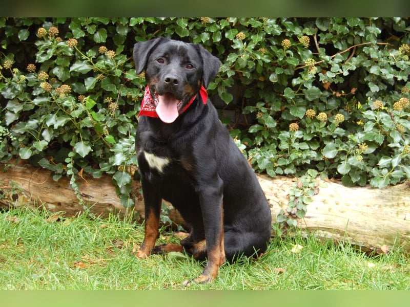 Chopper - verschmust und aktiv - Tierhilfe Franken e.V.