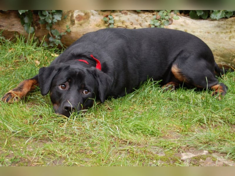 Chopper - Wirbelwind mit Köpfchen - Tierhilfe Franken e.V.