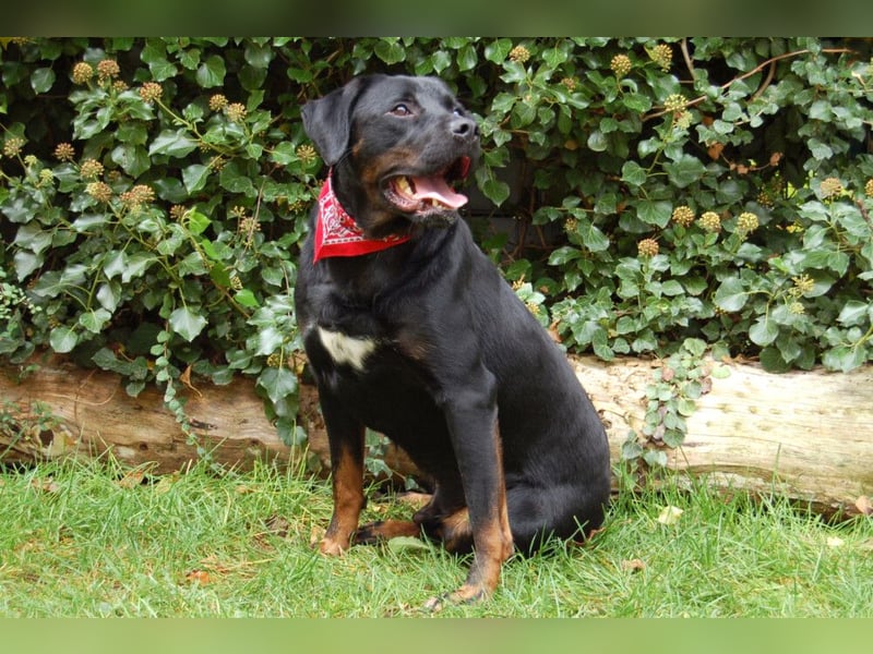 Chopper - verschmust und aktiv - Tierhilfe Franken e.V.